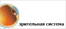Зрительная система